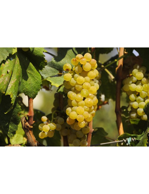 Vino Blanco Jean Leon Vinya Gigi Chardonnay Ecológico