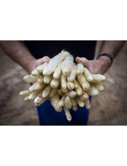 Espárrago extra Galón - El Navarrico