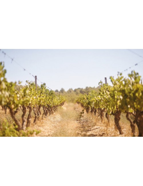 Jean Leon Vinya Gigi Chardonnay Ecológico